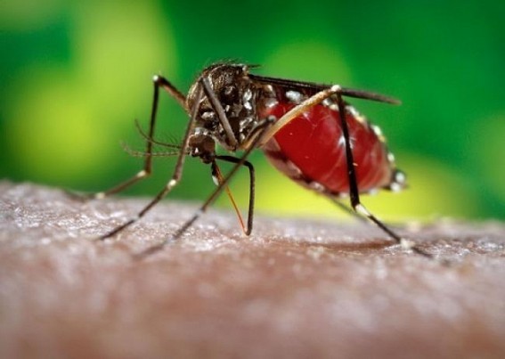  Indian Council of Medical Research finds killer mosquitoes